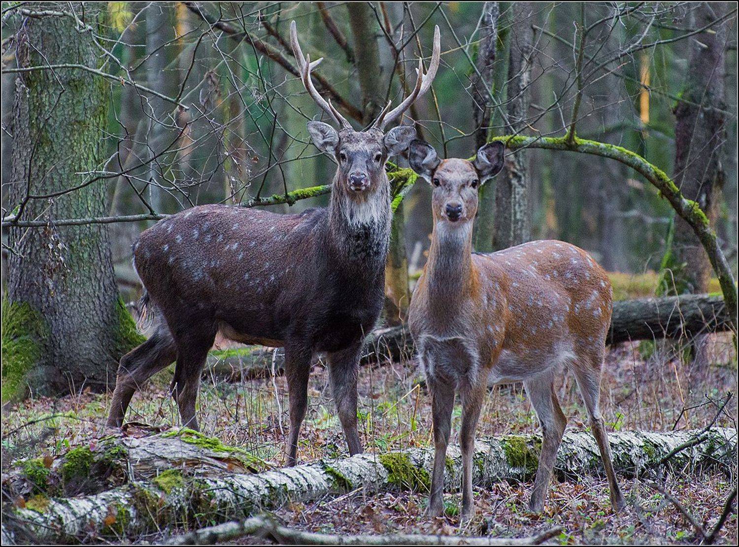 москва, осень, нац парк л.о.,олени, АНАТОЛИЙ ДОВЫДЕНКО