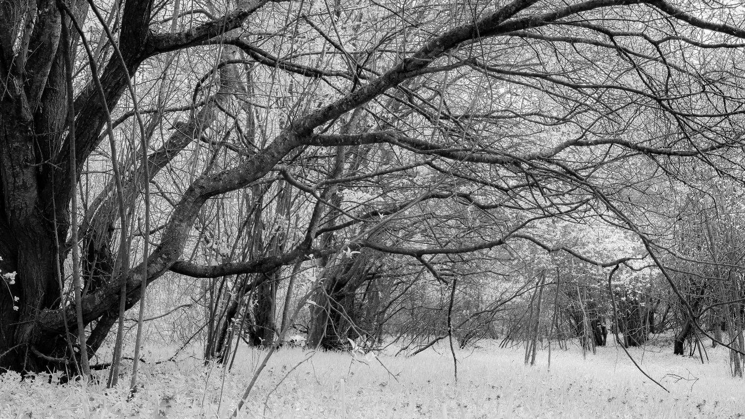 , Вадим Коваленко