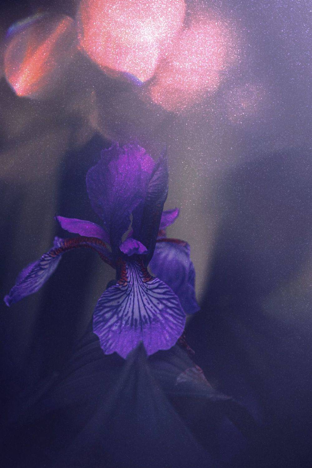 макро, macro, цветы, flower, ирис, iris, Julia Kaissa