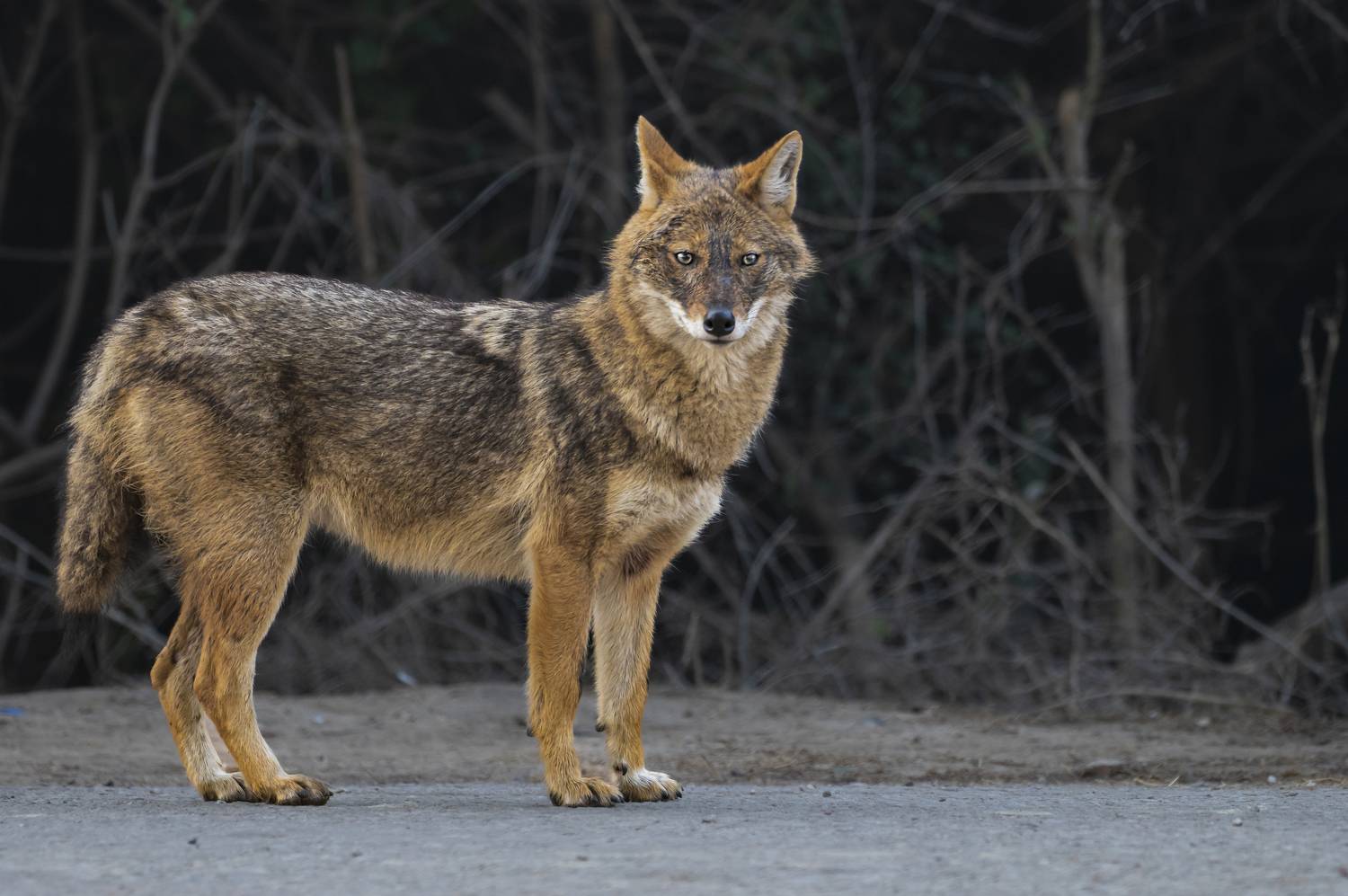 #birdphotography	 #birdsofinstagram	 #wildlifephotography	 #birds	 #naturephotography	 #bird	 #nature	 #wildlife	 #photography	 #birdwatching	 #natgeo	 #photooftheday	 #nikon	 #birding	 #naturelovers	 #canon	 #animals	 #birdlovers	 #travel	 #love	 #bestbi, Diganta Roy