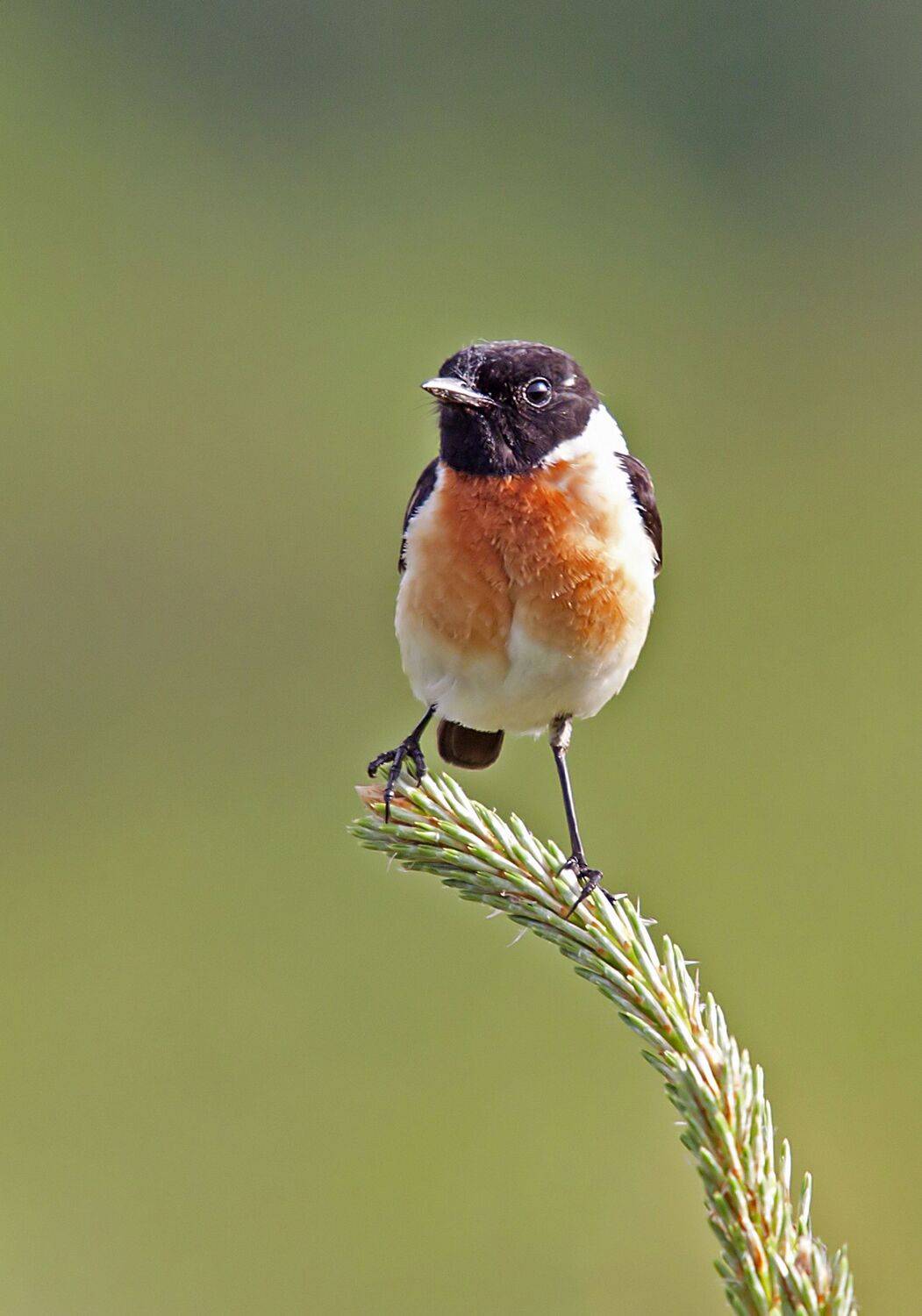 , Александр Широких