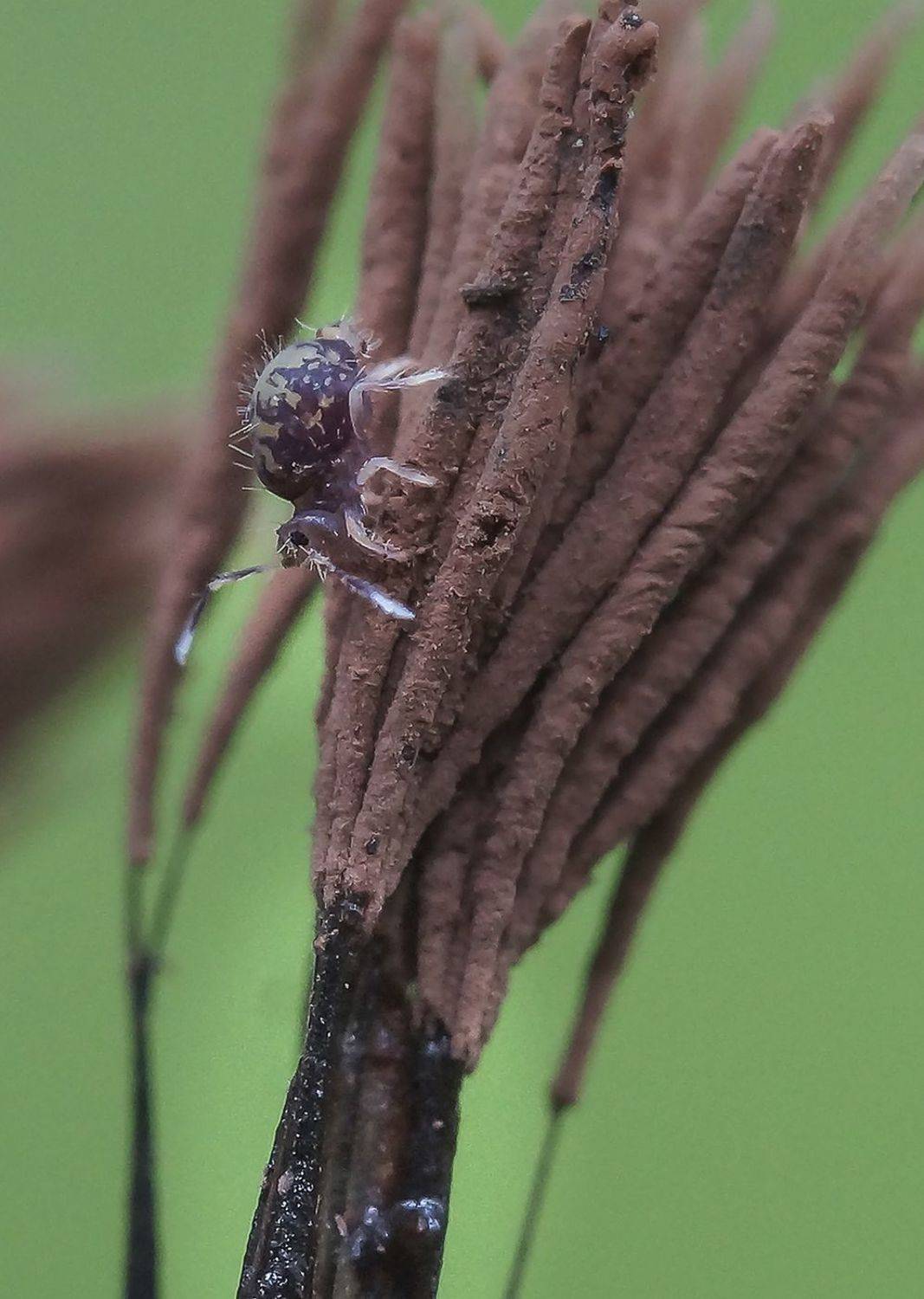 миксомицет, stemonitis axifera, коллембола, лес, макро, Александр Широких