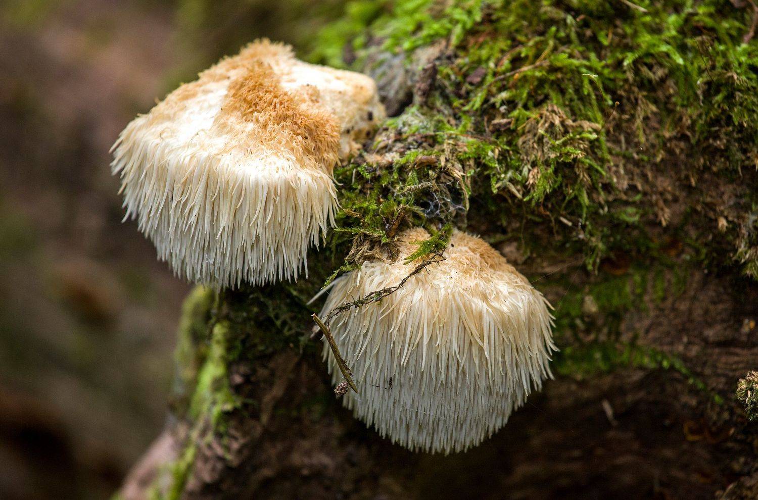 гриб, герициум гребенчатый, hericium erinaceus, львинная грива, гриб лапша, обезьянья голова и т.д., Александр Широких
