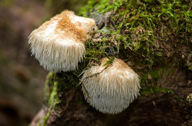 гриб, герициум гребенчатый, hericium erinaceus, львинная грива, гриб лапша, обезьянья голова и т.д. Гриб обезьянья голова фото превью