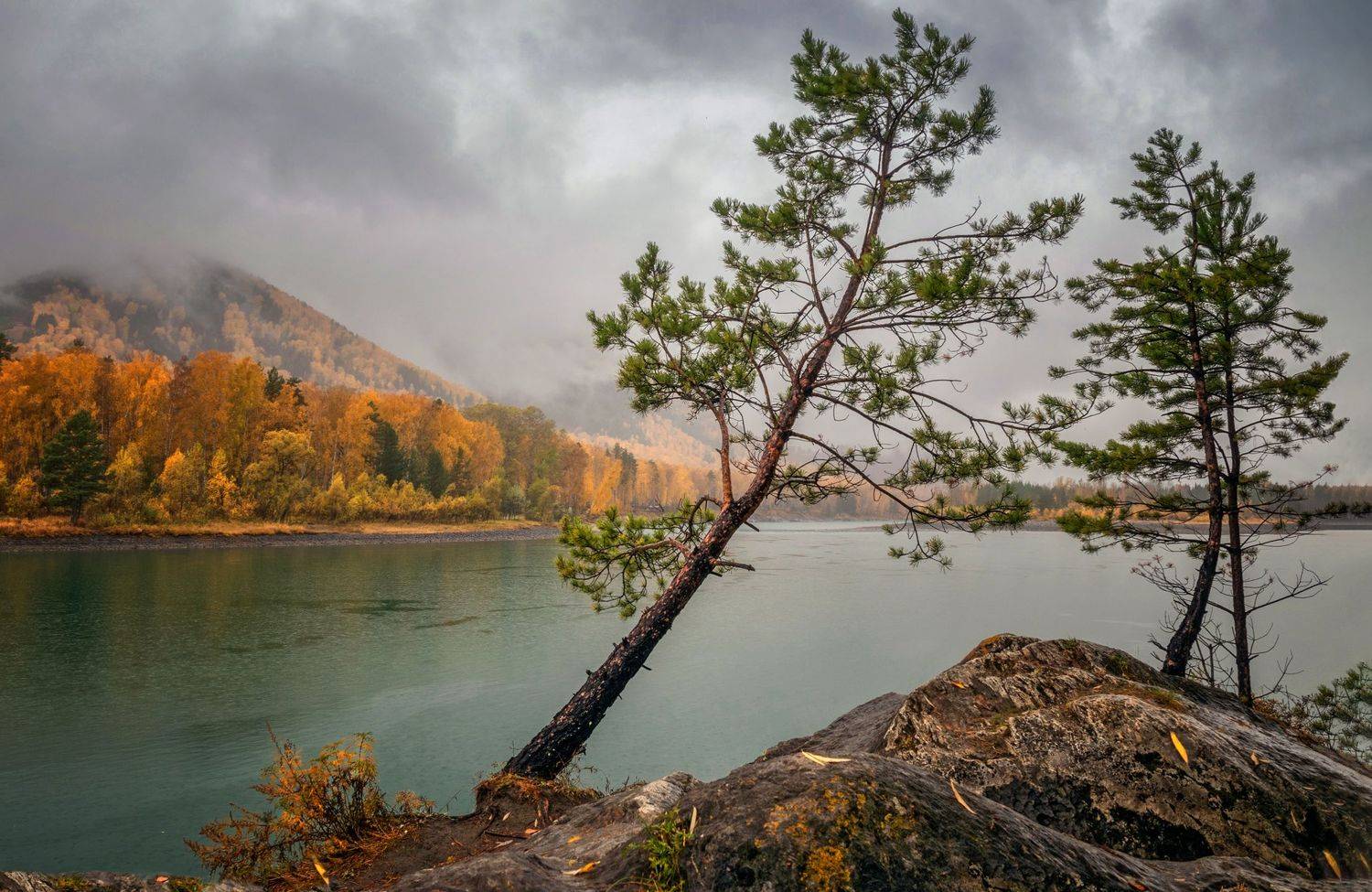 горный алтай,осень,катунь,мелкий дождь,туман,деревья на берегу, Лора Павлова