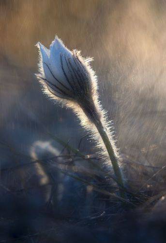 Свет апреля