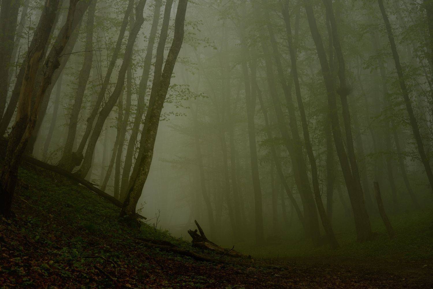 весна туман лес утро, Александр Жарников