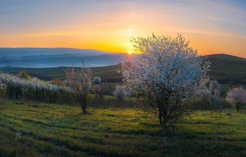 Запах цветения