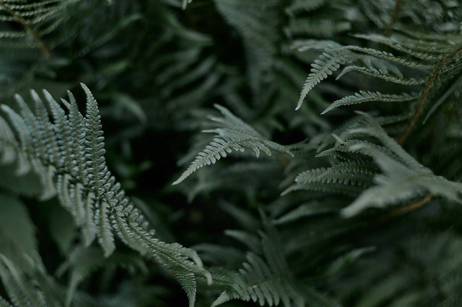 , Лисаускас Илья