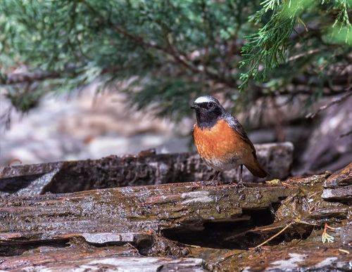 Водные процедуры.. (горихвостка)