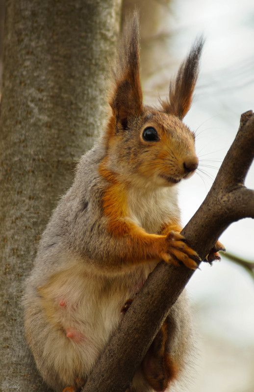 Пушистая мамуля) фото превью