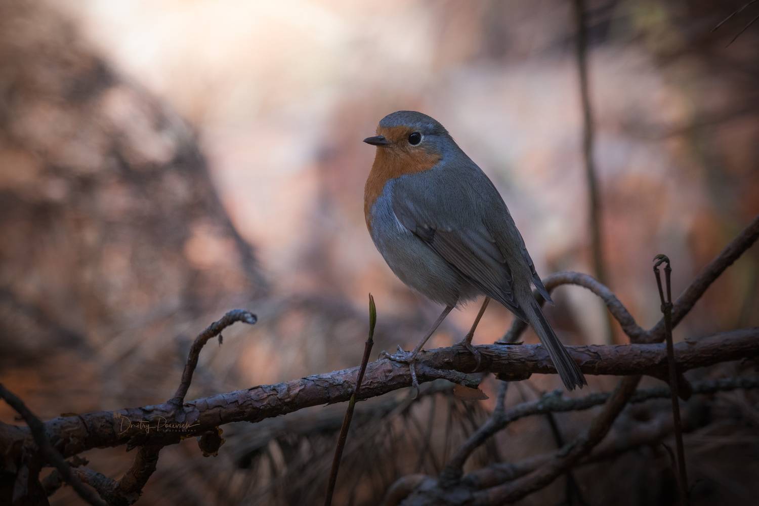 природа, лес, поля, огороды, животные, птицы, макро, Посевич Дмитрий
