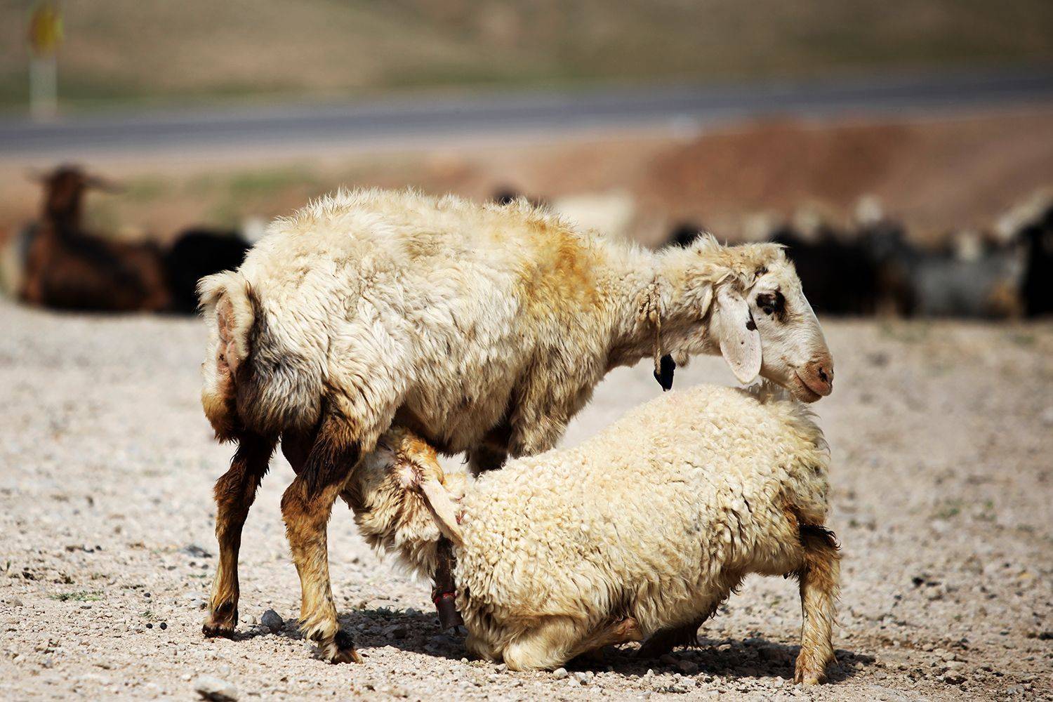 , mehdi karimi souderjani