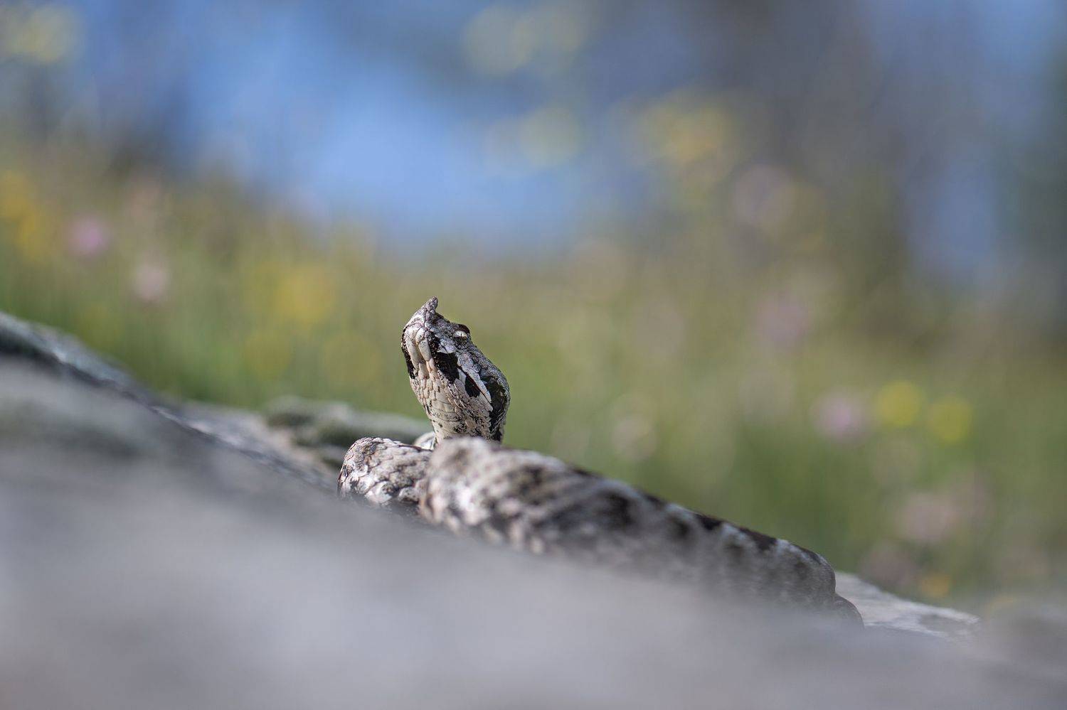 , Мартин Попов