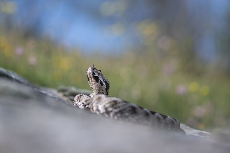Носатая гадюка (Vipera ammodytes) фото превью