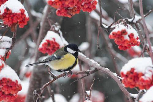 Parus major