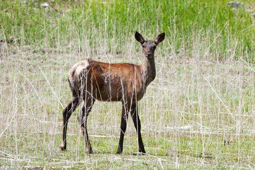 Маралушки у водопоя