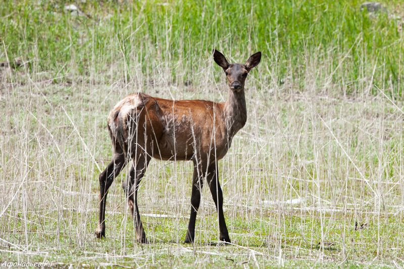 марал, заповедник Саяно-Шушенский, Красноярский край, Хакасия Маралушки у водопоя фото превью