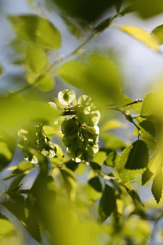 весенняя листва, весна, листики. зелень уже так хочется весны... фото превью