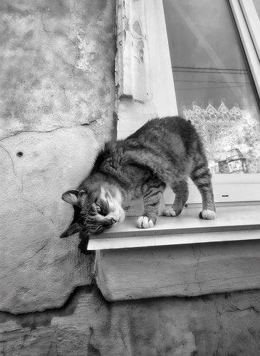 Кот намекающий