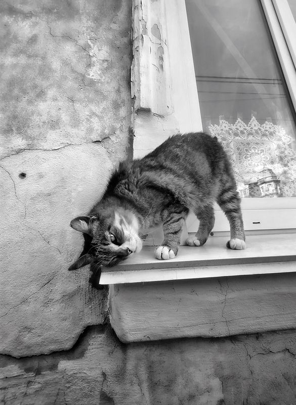 кот, город, окно Кот намекающий фото превью