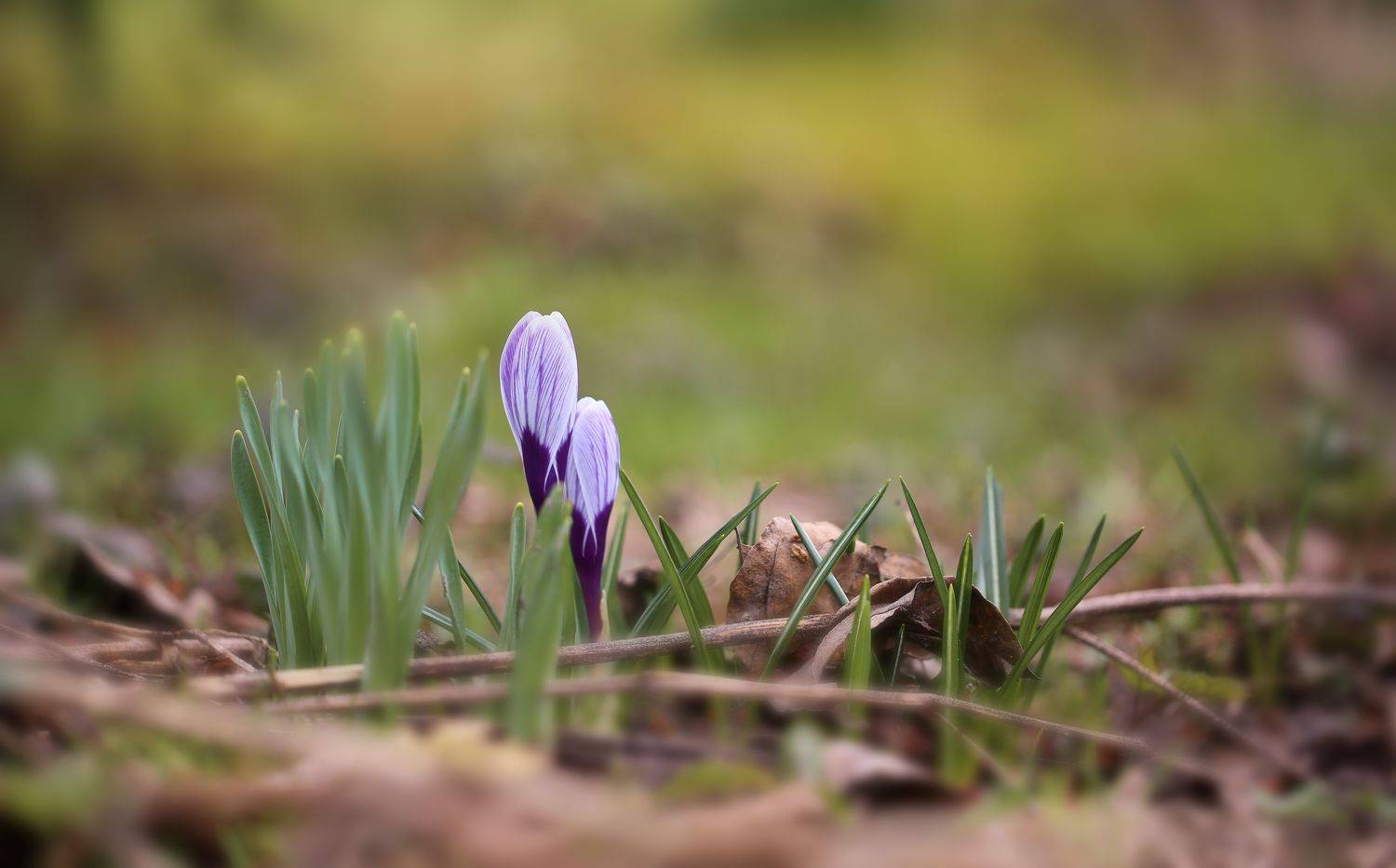 , Зеленько Дмитрий