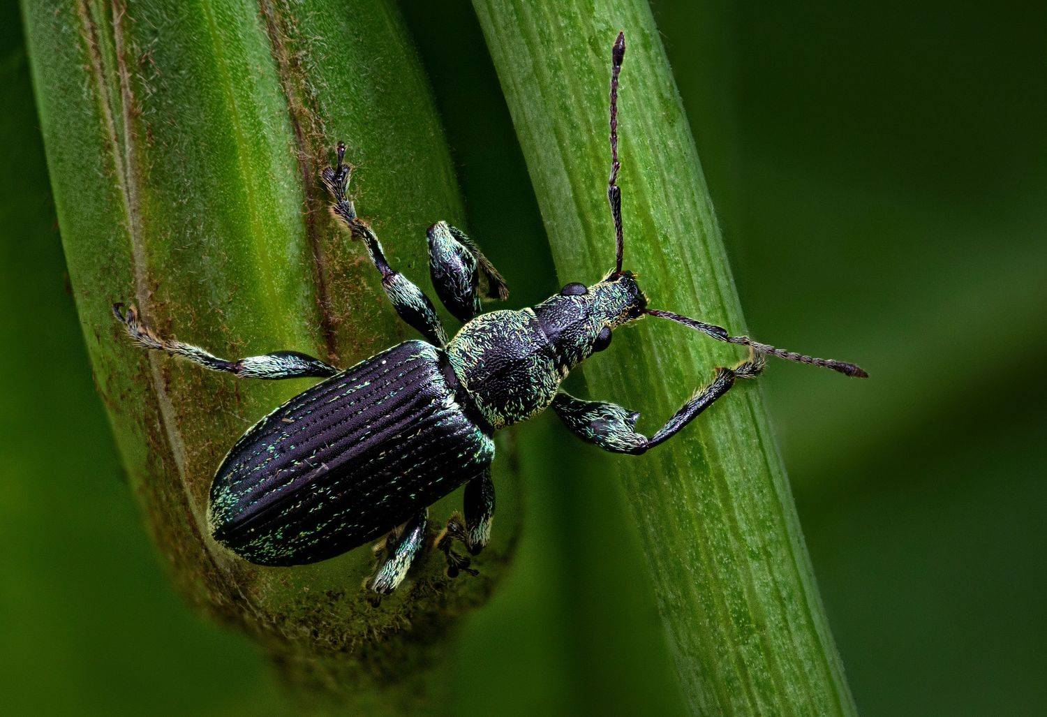 , Антон Финевич