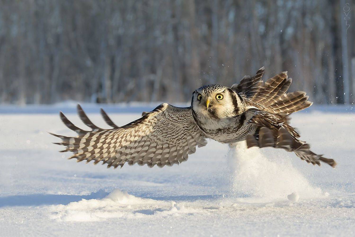 ястребиная сова, Байбекова Светлана