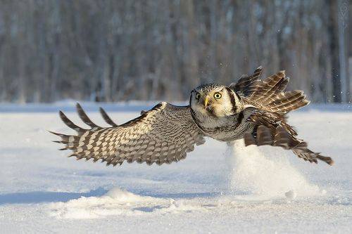 метр в секунду