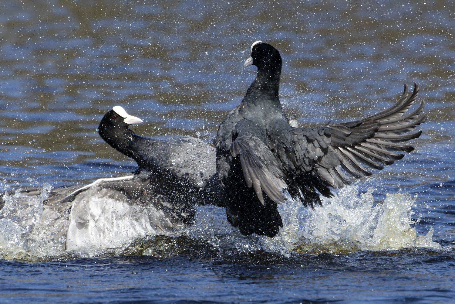 лысуха, птицы, фото птиц, Александр Шипиленко