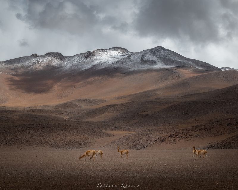 Минимализм Альтиплано Боливии фото превью