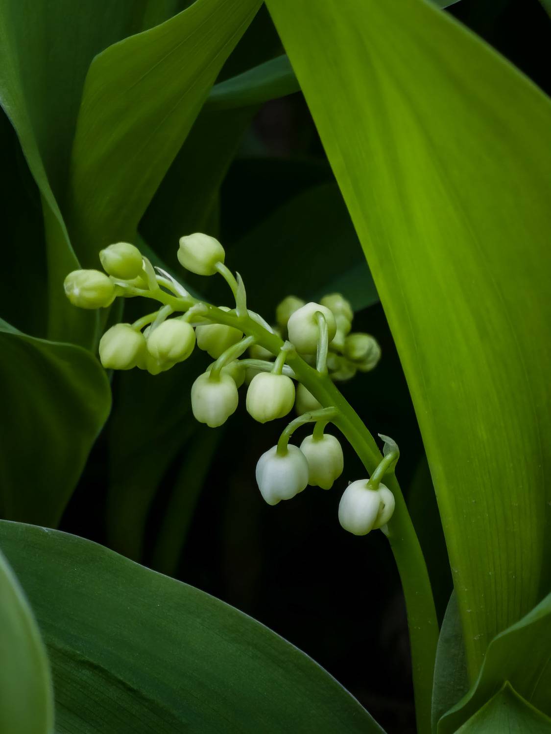 , Бистра Стоименова