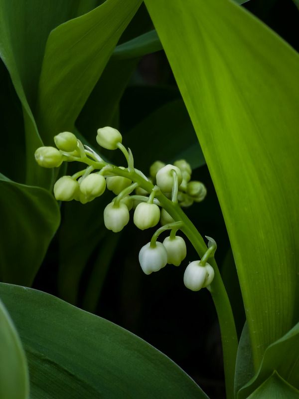 Другой цветок фото превью