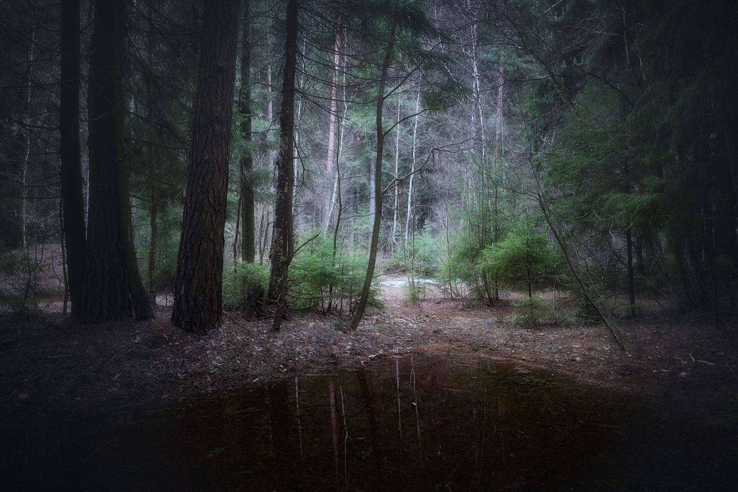 лес, весна, деревья, пейзаж, forest, woodland, trees, landscape, spring, Валерий Вождаев