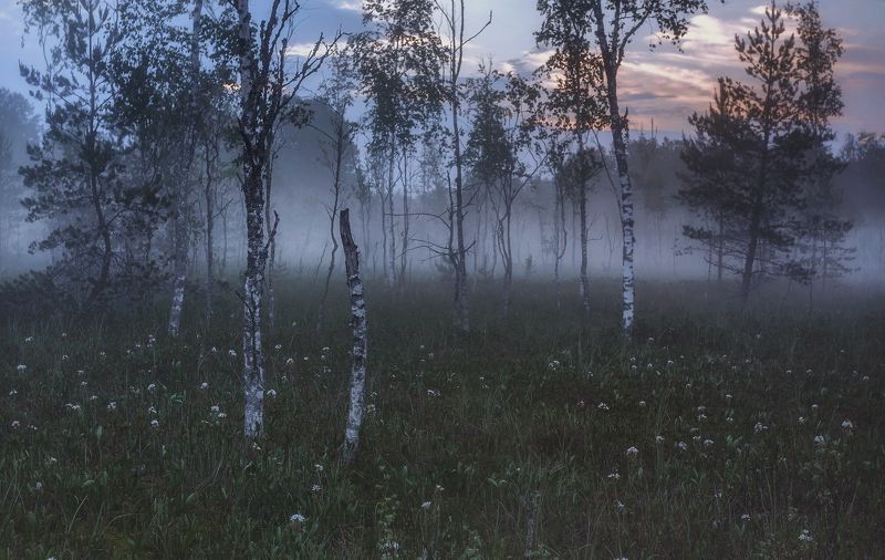 питер, луга, пейзаж, пейзаж, ленобласть, туман, landscape, nature, природа, foggy, forest, рассвет, болото, ленинградская область ... фото превью