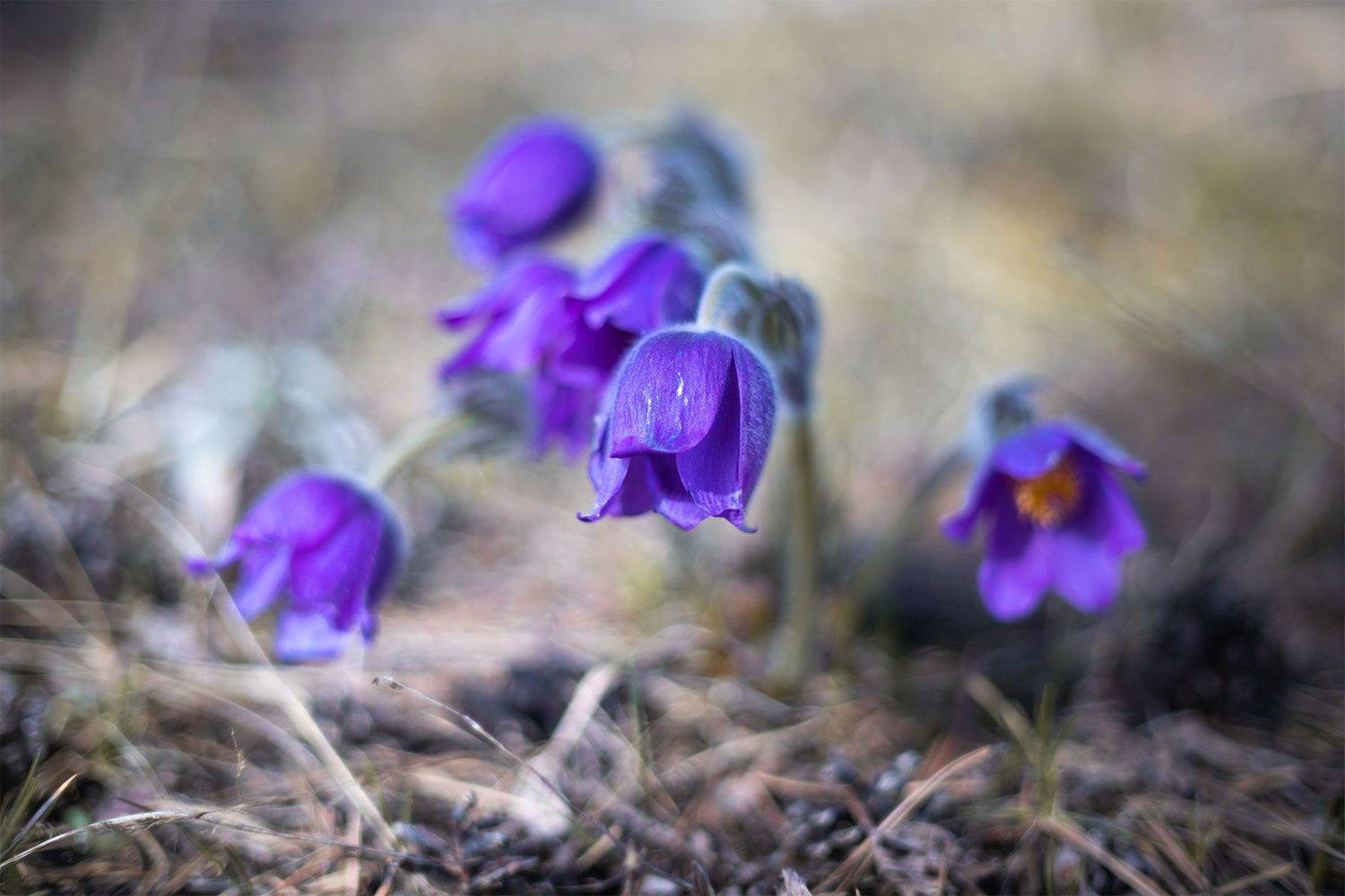 , Чудинин Дмитрий
