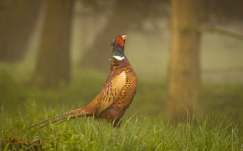 Pheasamt фото превью