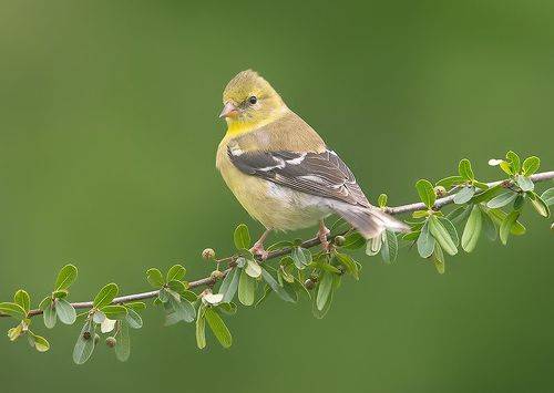 American Goldfinch - Американский чиж