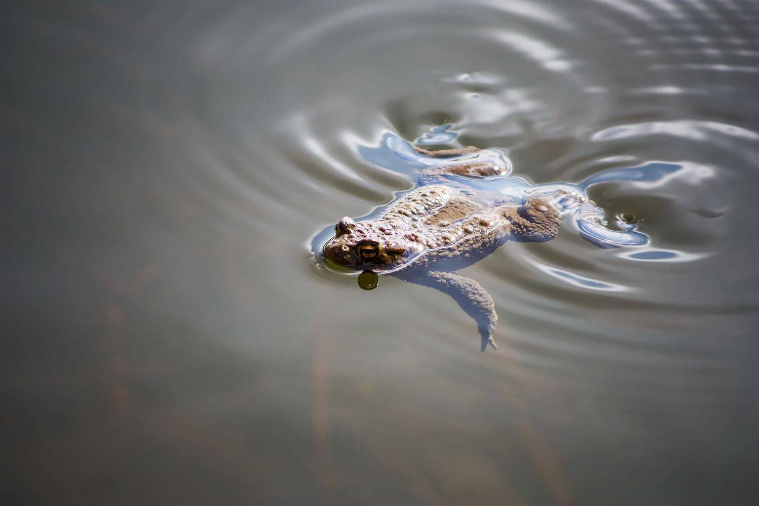 жаба, КарОл