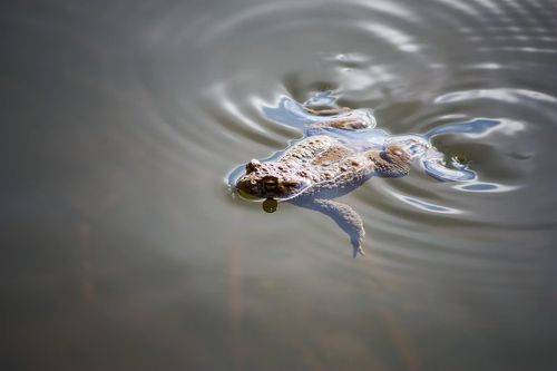 Апрельская солнечная жабка