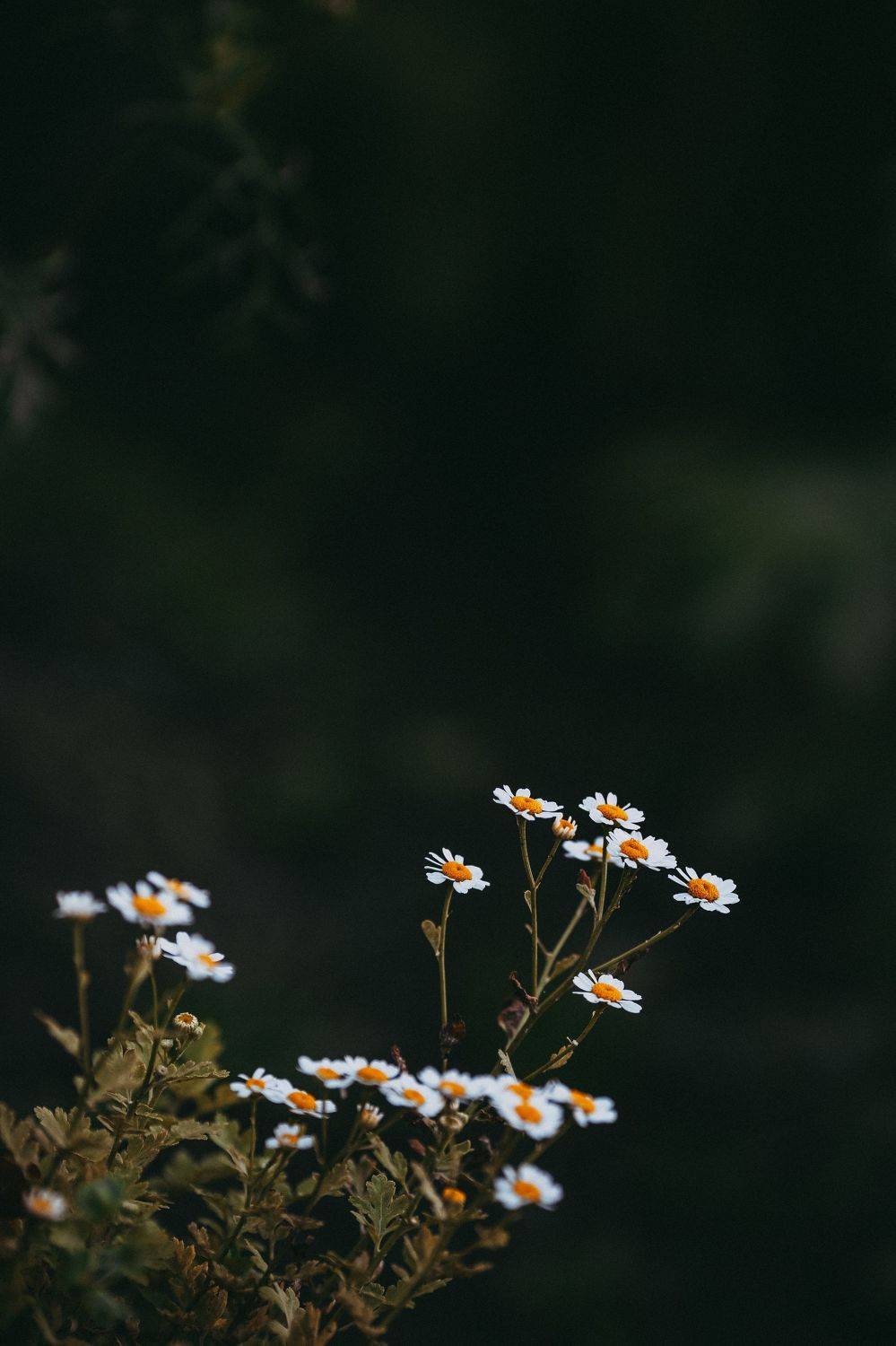 , Лисаускас Илья