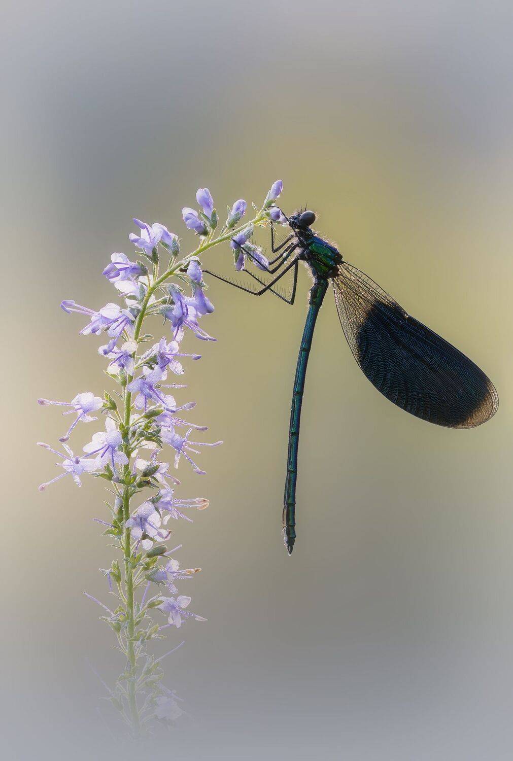 , Кузнецов Дмитрий