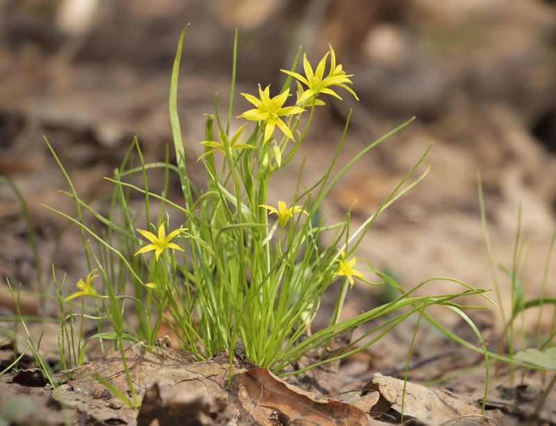 Гусиный лук фото превью