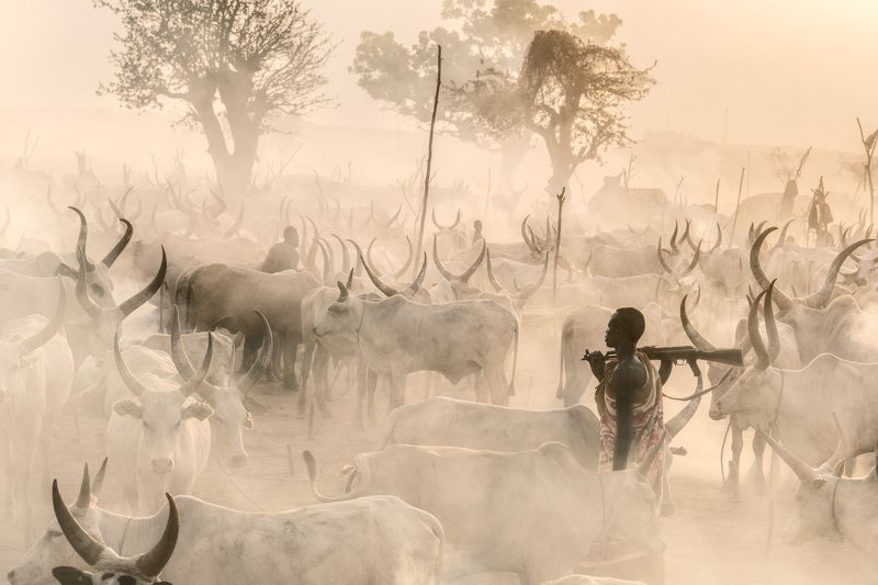 Mundari, herder, herd, cattle camp, South Sudan, Africa,  Protecting the herd фото превью