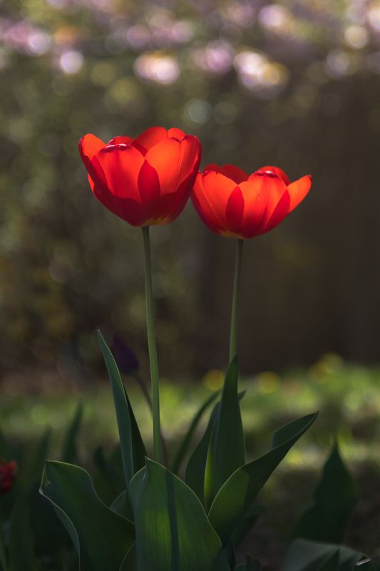 макро,цветы,весна,природа,флора, тюльпаны,свет,боке, Тюльпановая серия... фото превью