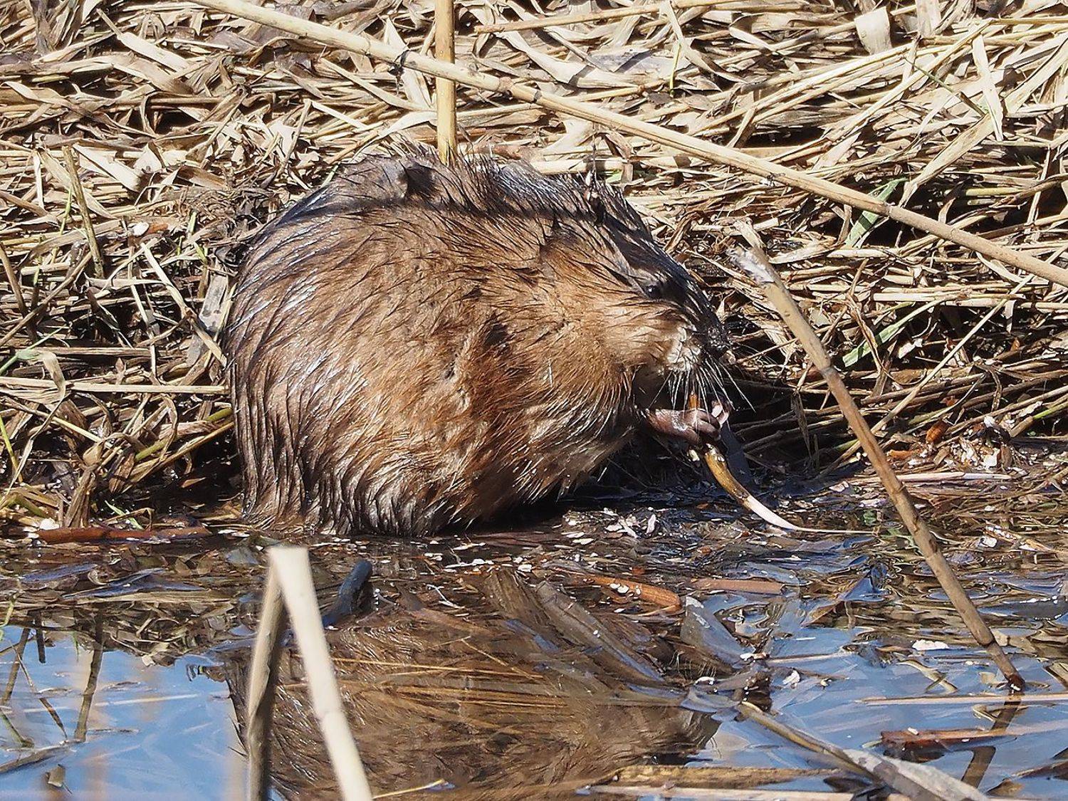 , Духанин Сергей
