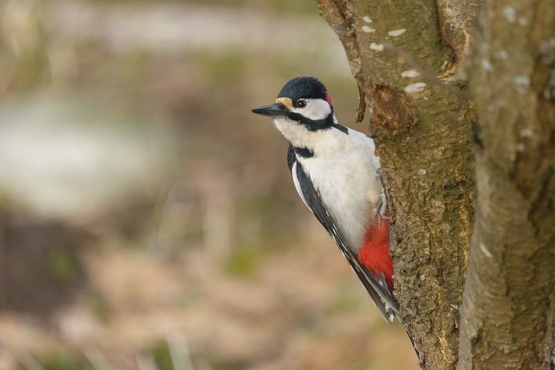 Большой пёстрый фото превью