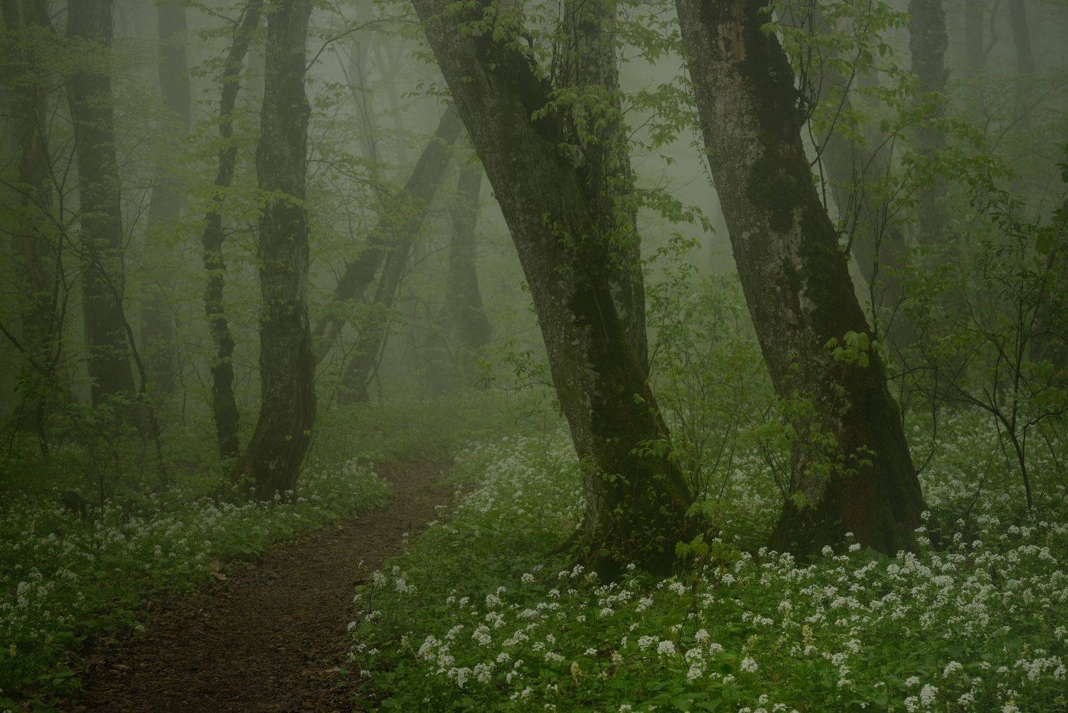 весна туман лес утро, Александр Жарников
