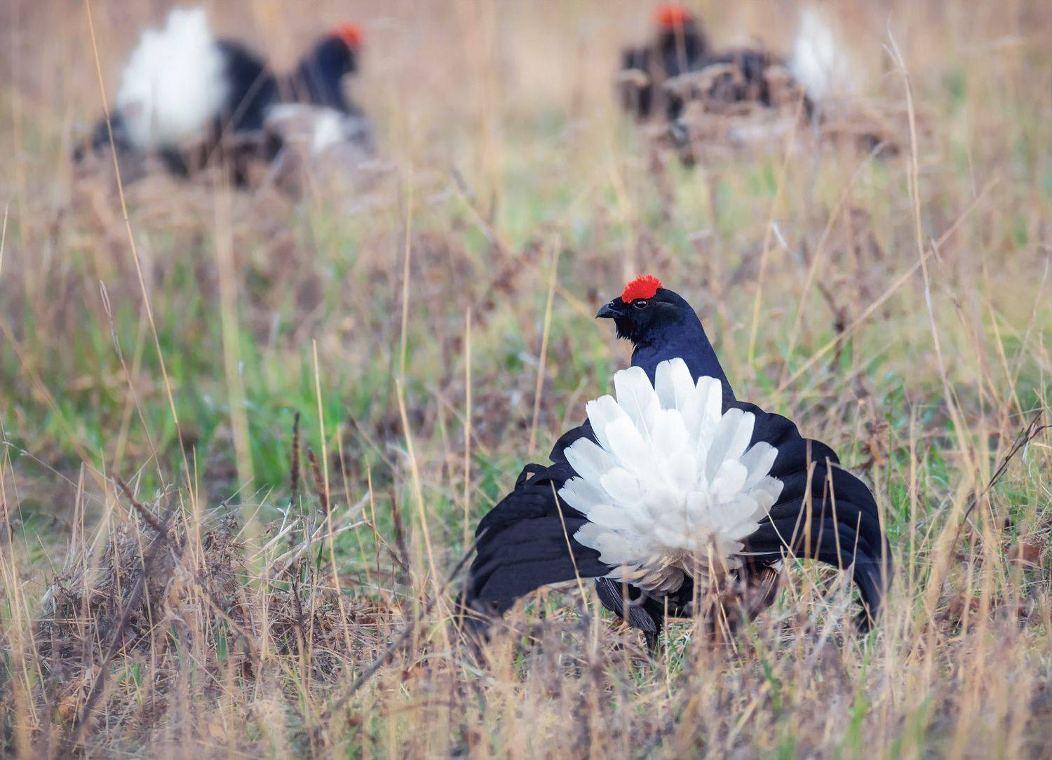 птица, тетерев, косач, ток, луг,, Марина Мочалова