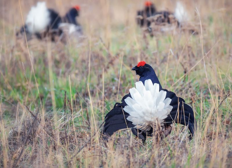птица, тетерев, косач, ток, луг, на току.. фото превью